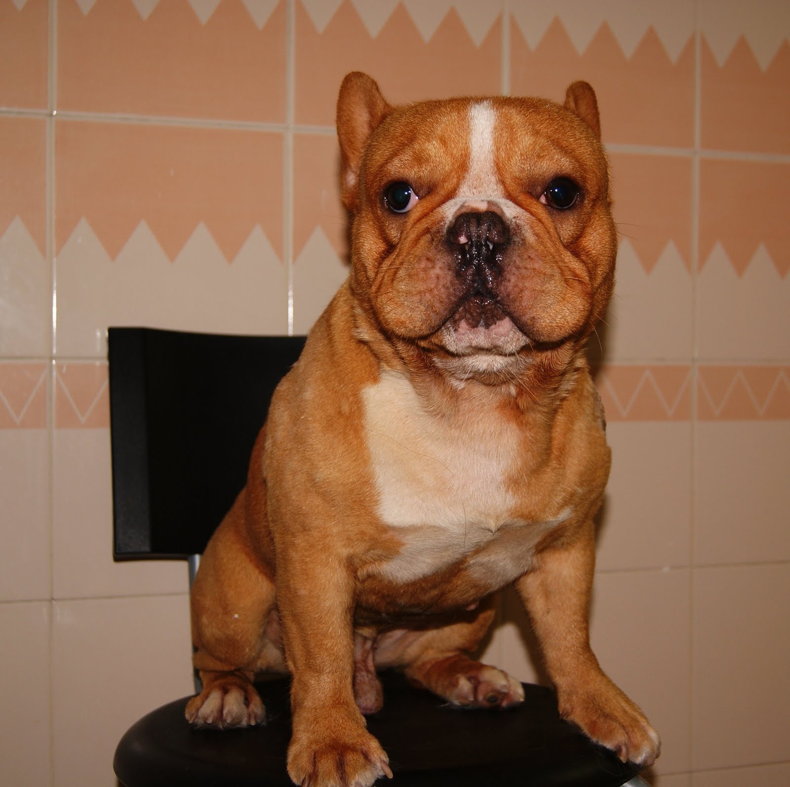 Shih Tzus Puppies Shih Tzu Puppy For Sale In San Antonio Tx Pomsky