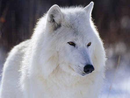[White+Wolf.bmp]