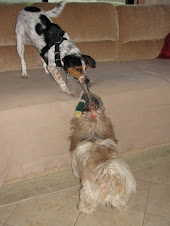 2Dogs