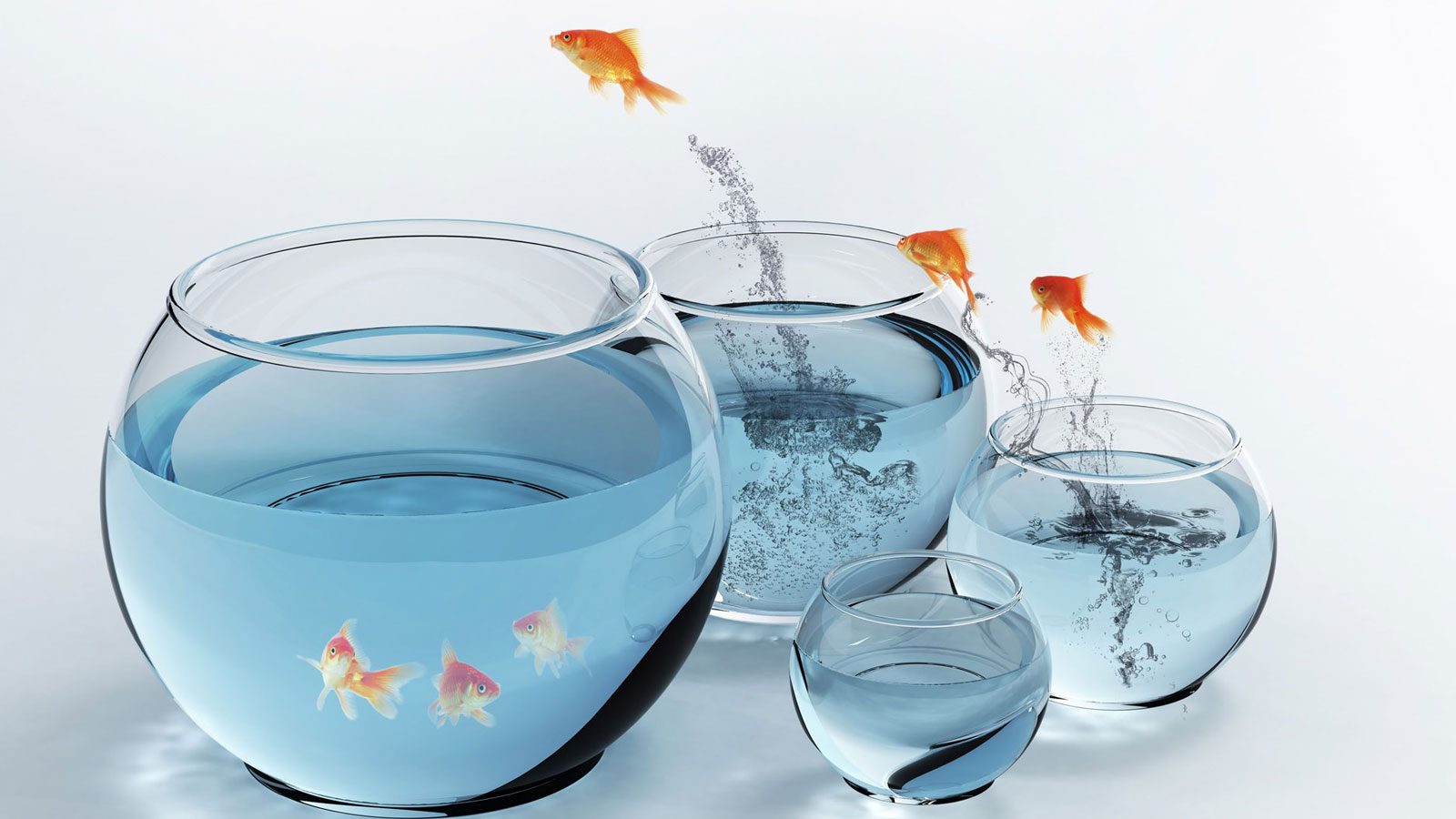 Apple Fish HD Widescreen HDPiCorner - apple fish hd widescreen wallpapers
