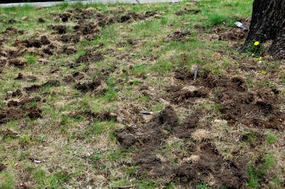 Skunk+Holes+in+Lawn Skunks in Lansing, Ann Arbor, Brighton, Novi, Farmington, Grand Rapids