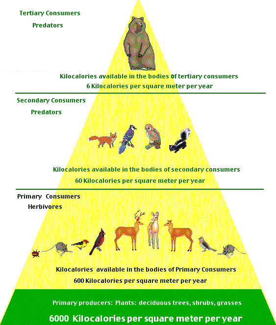 Temperate Deciduous Forests Energy Pyramid for Temperate Deciduous Forests