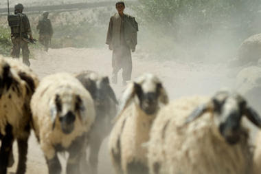 this fucking war  us military offers sheep in apology for afghanistan deaths