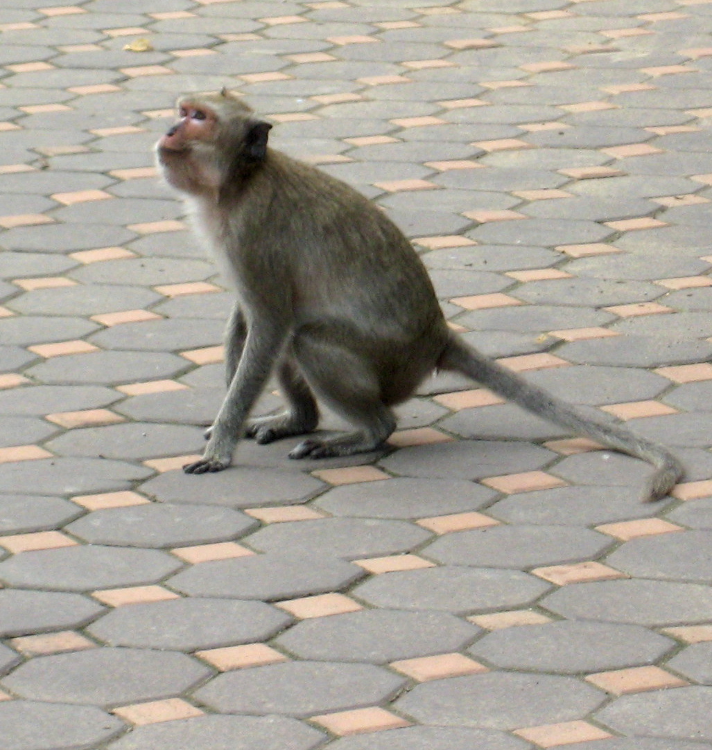 [primate2.JPG]