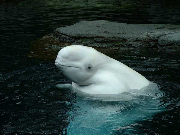 beluga whale. eluga whale.
