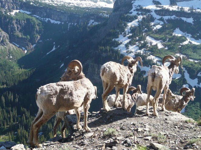 Herd of Mountain Sheep