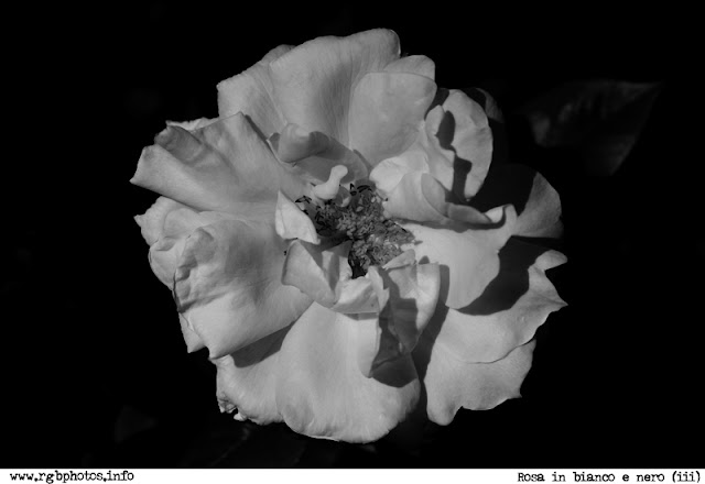 Fotografia in bianco e nero di fiore di rosa (Bella di Todi di Barni)