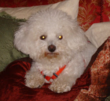 Our Bichon Frise, Caesar