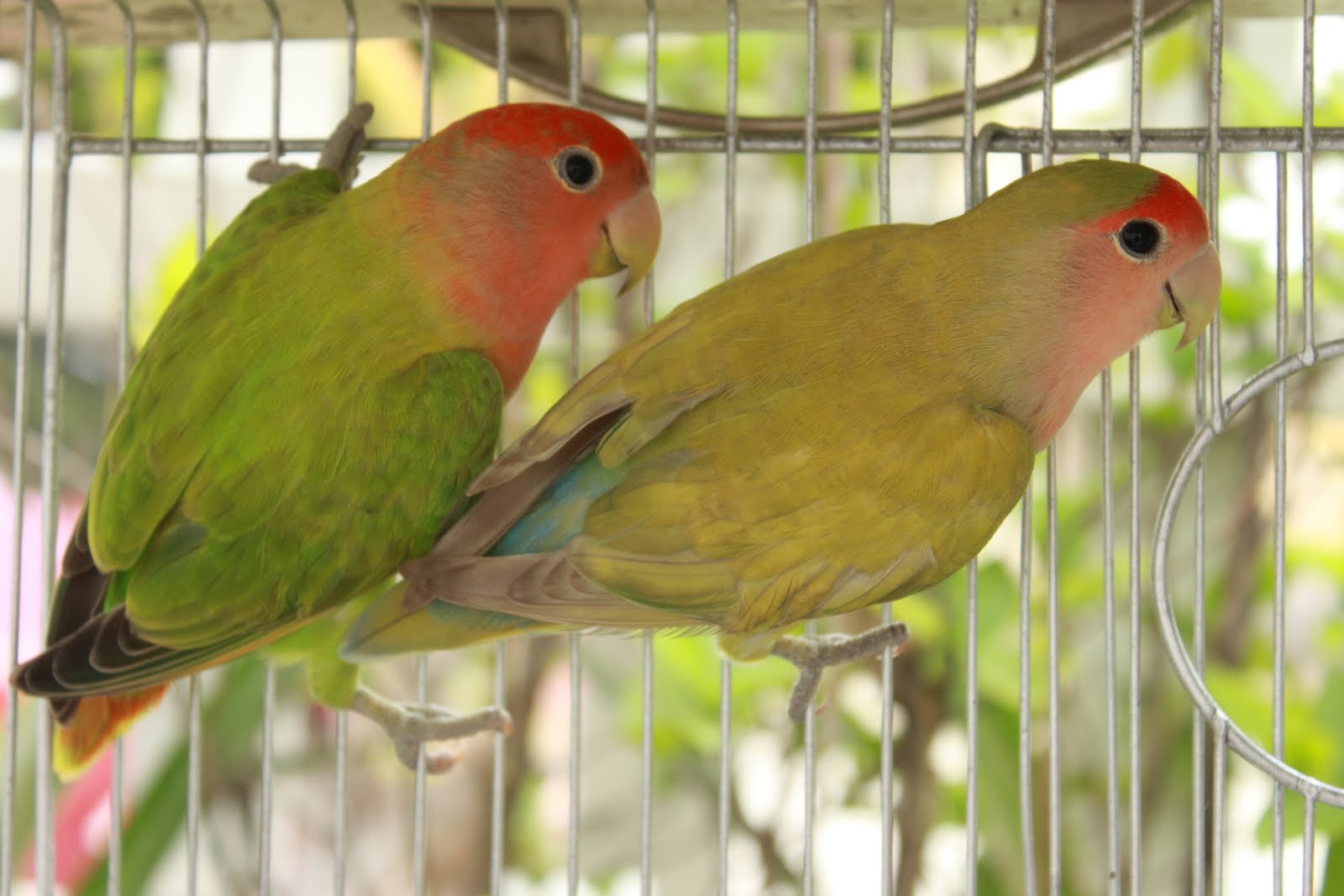 Watta Bird!: Breeding RoseHood Opaline Lovebirds