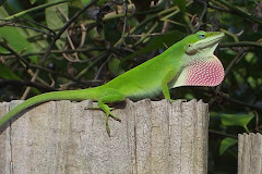 Green Anole