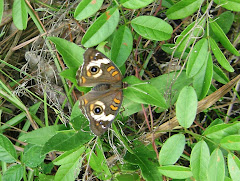 Buckeye Butterfly