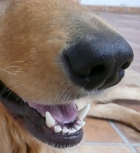 [dientes+de+perro.jpg]