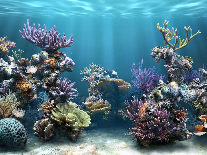 Plafoniere Per Marino : Tutto per l acquario marino plafoniera a led