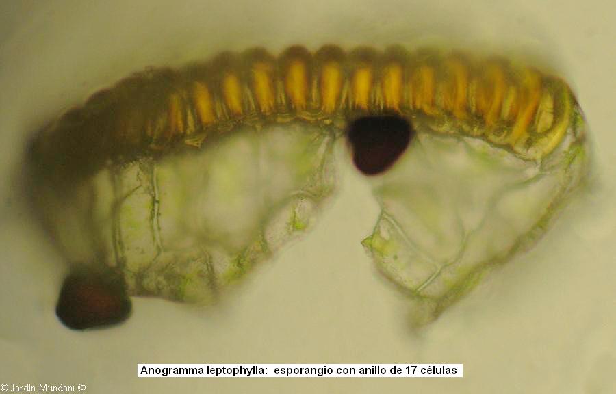 Sporophyte part od fern