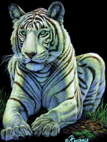 wallpapers tiger. Beautiful Tigers Wallpapers