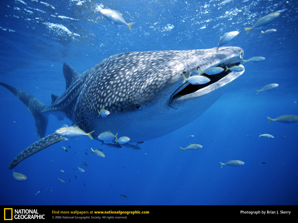 whale shark with fish