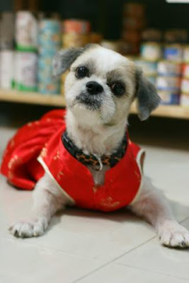 ! FOSTER/ADOPT: Vicky - active, friendly, playful 8yo female shih tzu