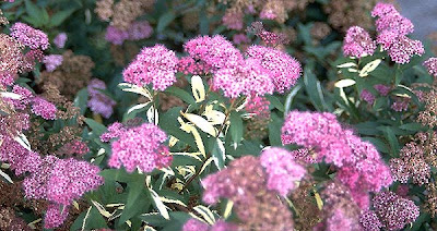 How And When To Prune Spirea The Garden Of Eaden