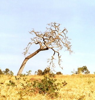 DESERTO