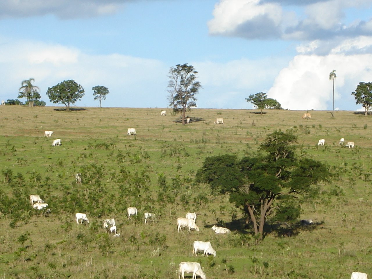[3+vacas.JPG]