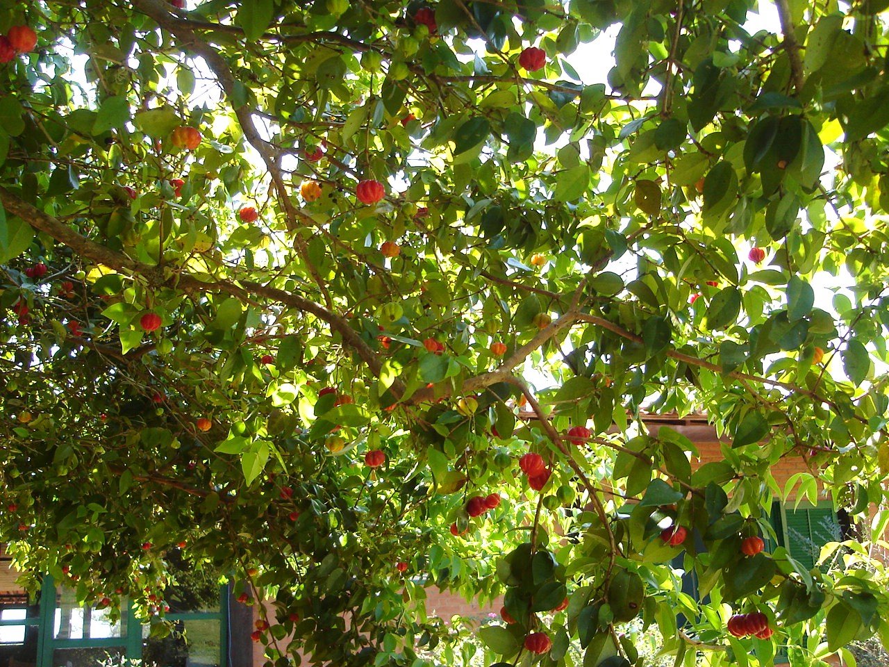 [PITANGA+DSC01553.JPG]