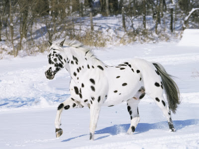 Blaze King (really beautiful stallion for sale!) 1130887~Appaloosa-Horse-Trotting-Through-Snow-USA-Posters