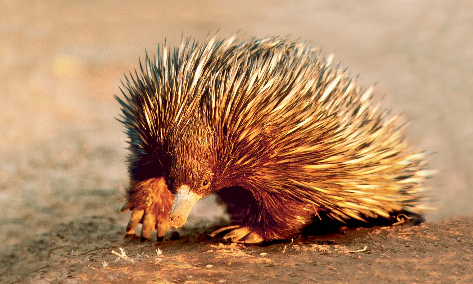 [cartoonscriptwriter.jpg]