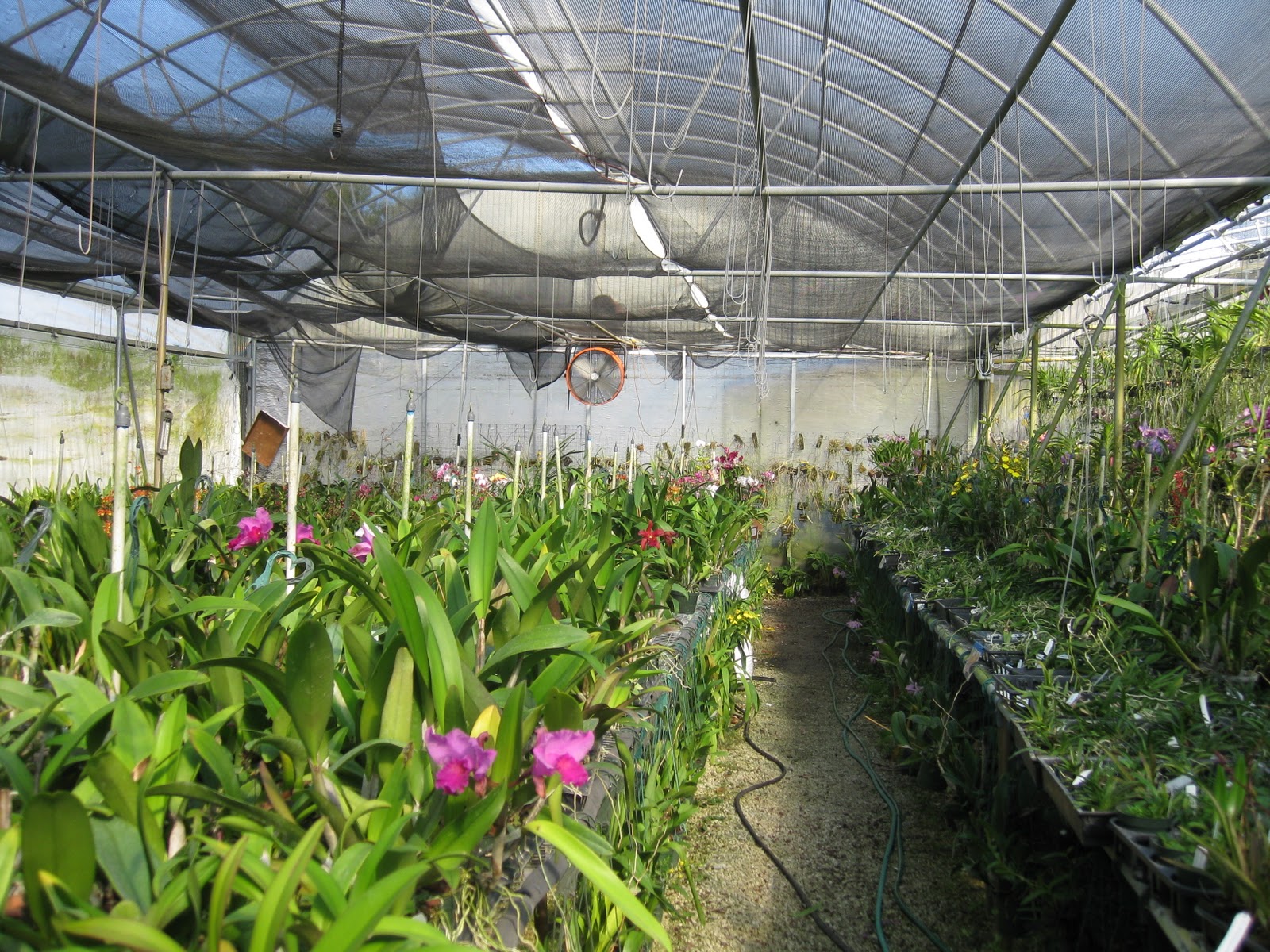 The Orchidteer Orchids of Orlando