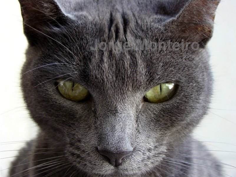 [Olhos+nos+olhos..jpg]