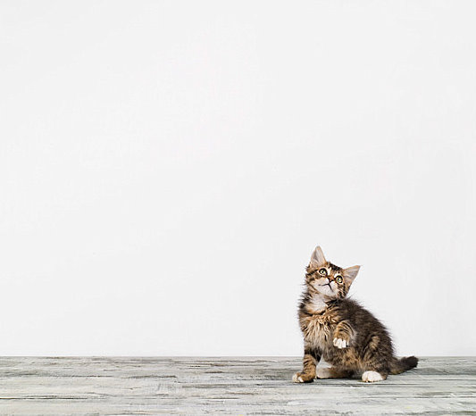 [The+Animal+Print+Shop+2.jpg]