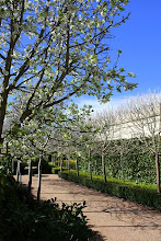 Snow pears in early spring