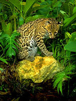 an ocelot