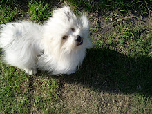 Zorro