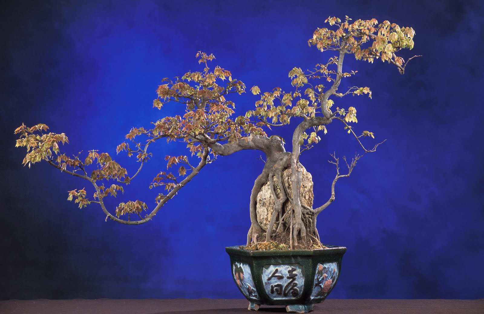 the beauty we love Bonsai