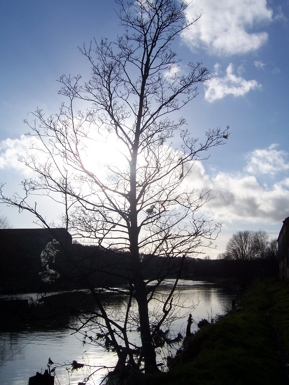 [The+River+Calder+Tree+by+Paul+Ramsden+2006.JPG]