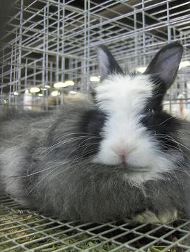 [rabbit6.JPG]