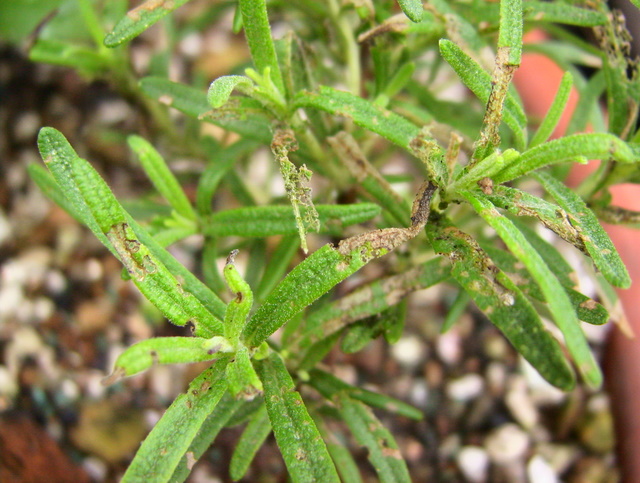 緑のしばしば日記 ローズマリーに悪い虫 ローズマリー