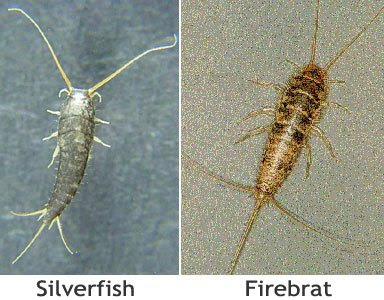 Silverfish+larvae+photo