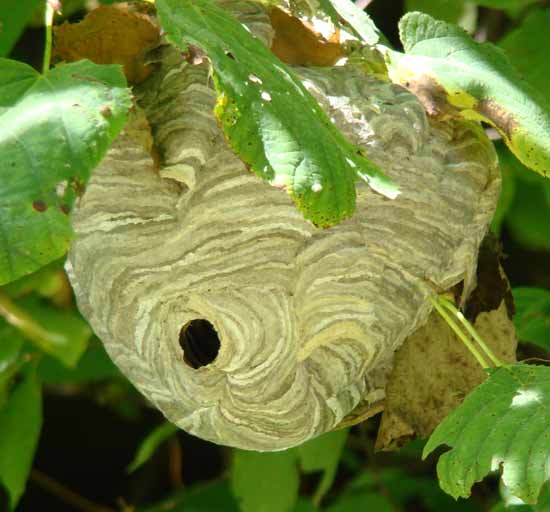 Bugs Bug Me Wasp Warnings & How to Exterminate Them