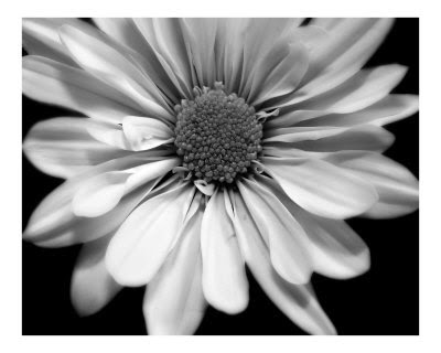 black and white flowers. lack and white flowers.