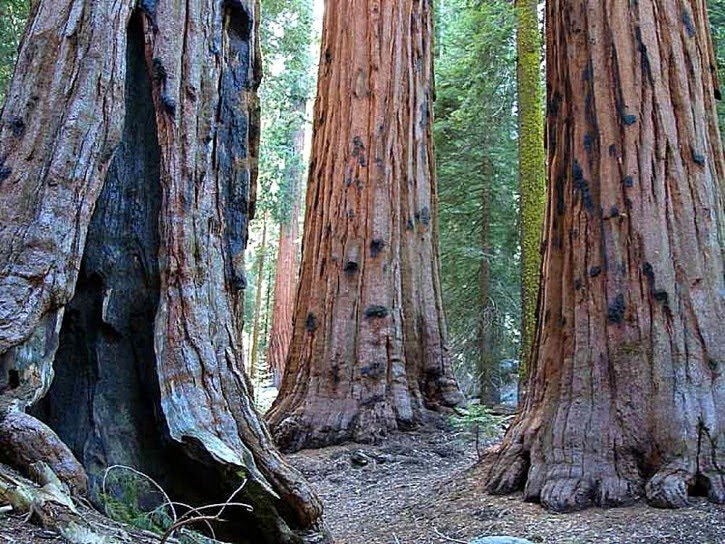 Sequoia Vancouver Island Sequoia Vancouver Island