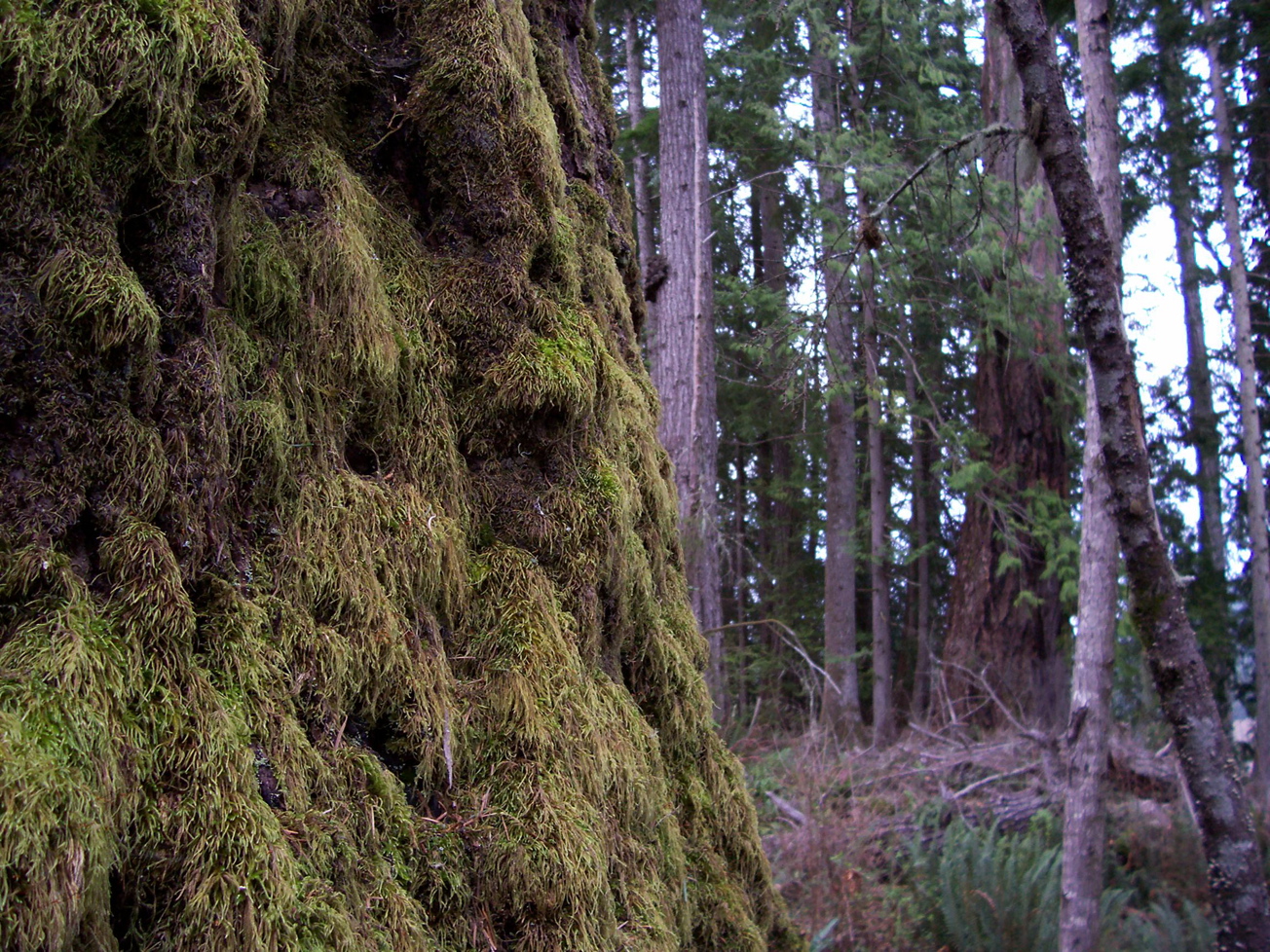 Vancouver Island Big Trees Major Moss In B.C.'s Coastal Forests