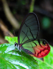 Mindo cloudforest, Ecuador