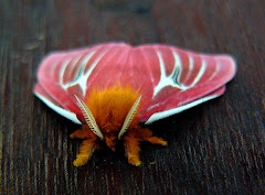 Mindo cloudforest, Ecuador