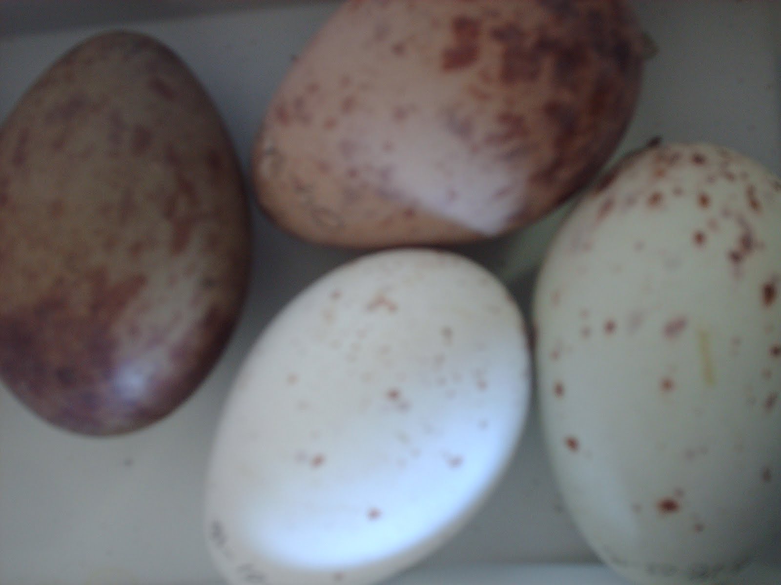Crane Eggs