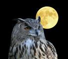 [full+moon+and+owl.jpeg]