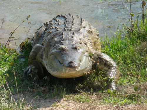 El Caiman