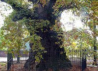 A very large oak tree A very large oak tree