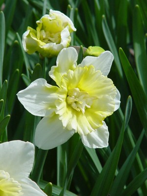 [DAFFODILS+21APR08+C+X.jpg]
