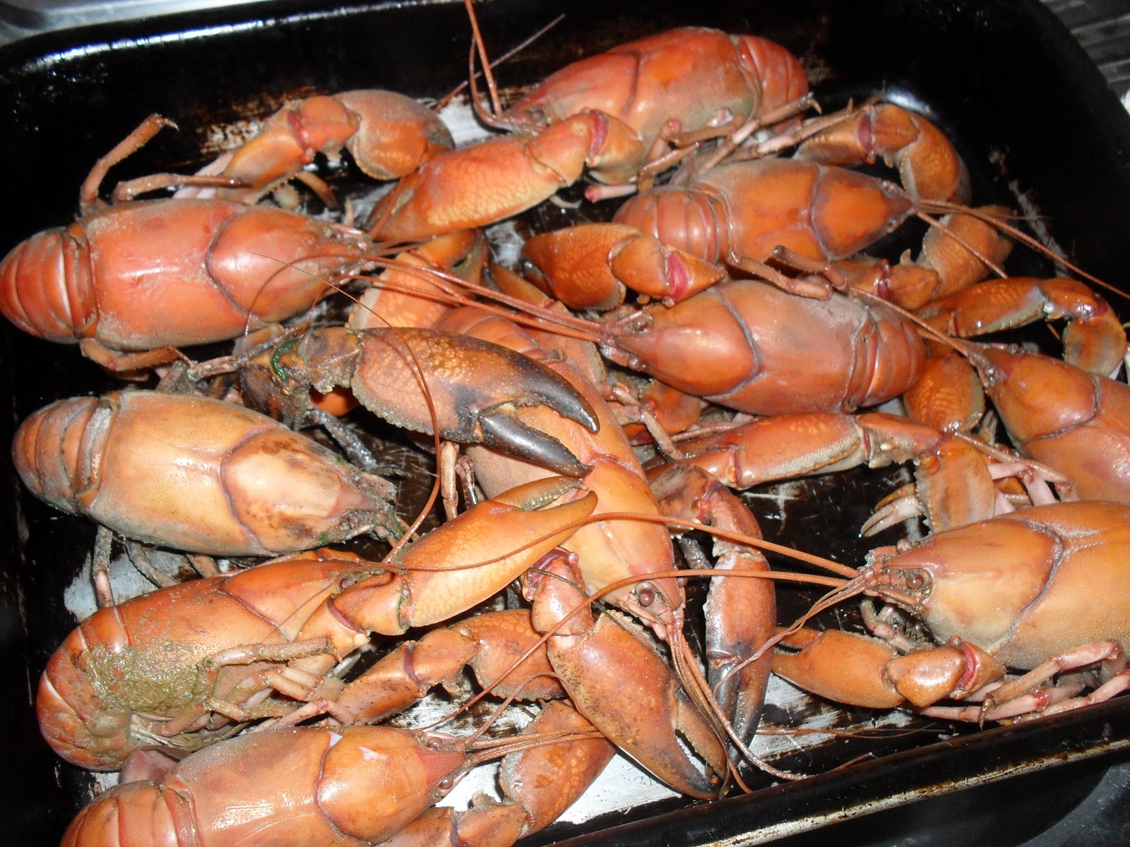 Gooseberry Jam How to catch a Yabby...